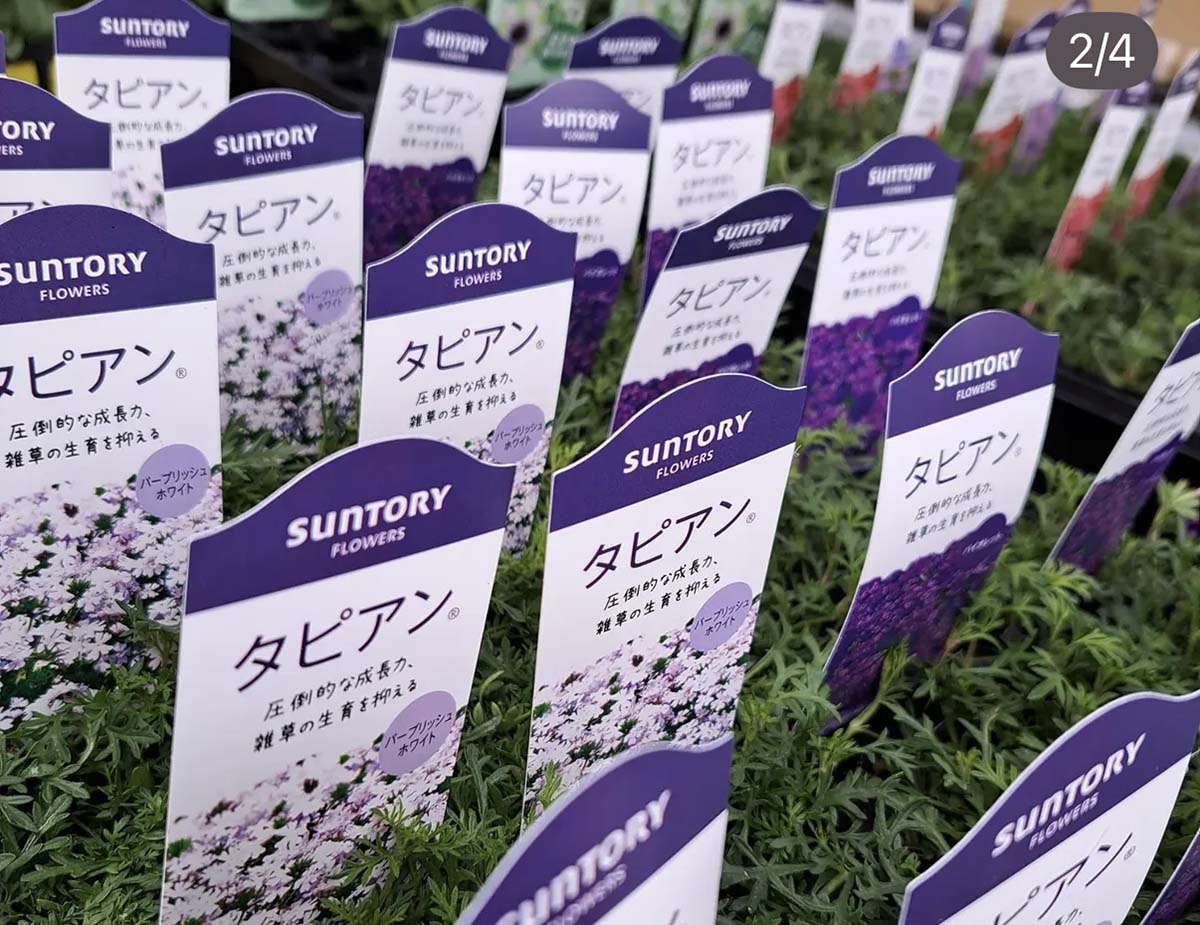 今年の花苗入荷中！